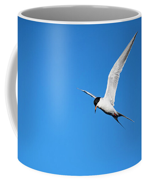Common Tern Coffee Mug featuring the photograph Common Tern - Sterna hirundo by Amazing Action Photo Video