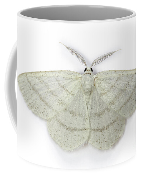 Common White Wave Coffee Mug featuring the photograph Common White Wave moth by Warren Photographic
