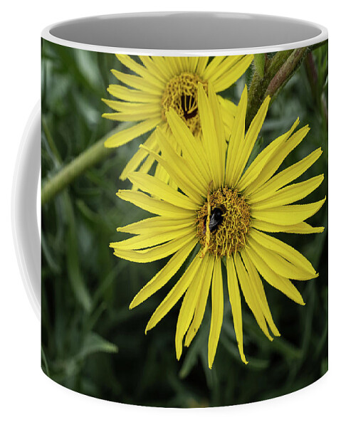 Compassplant Coffee Mug featuring the photograph Compassplant Silphium Laciniatum Yellow Flower by Artur Bogacki