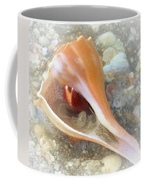 Conch Shell Coffee Mug featuring the photograph Conch by Alison Belsan Horton