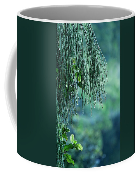 New Zealand Coffee Mug featuring the photograph Conifer Tree at Dawn, New Zealand by Steven Ralser