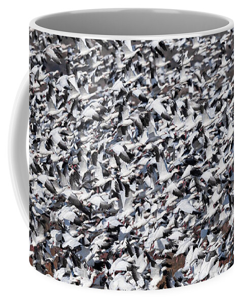 Snow Geese Coffee Mug featuring the photograph Controlled Chaos. by Paul Martin