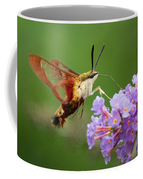 Hummingbird Moth Coffee Mug featuring the photograph Cool Creature by Linda Bonaccorsi