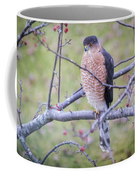 Canon Coffee Mug featuring the photograph Cooper's Hawk by Ricky L Jones