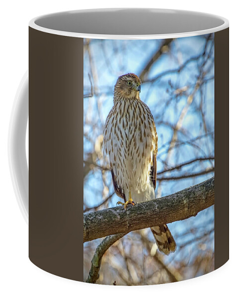 Hawk Coffee Mug featuring the photograph Coopers Hawk by Ron Grafe