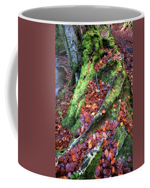 Nature Coffee Mug featuring the photograph Copper Beech at Autumn by Shirley Mitchell
