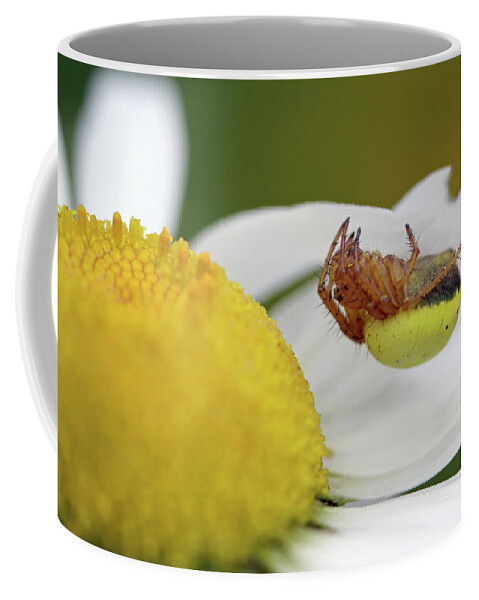  Six Spotted Orb Weaver Coffee Mug featuring the photograph Copycat by Jennifer Robin