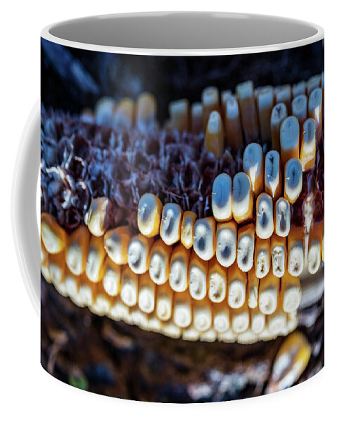 Corn Coffee Mug featuring the photograph Corn Cob Close Up by Amelia Pearn