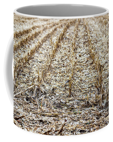 Field Coffee Mug featuring the photograph Corn Field by Amelia Pearn