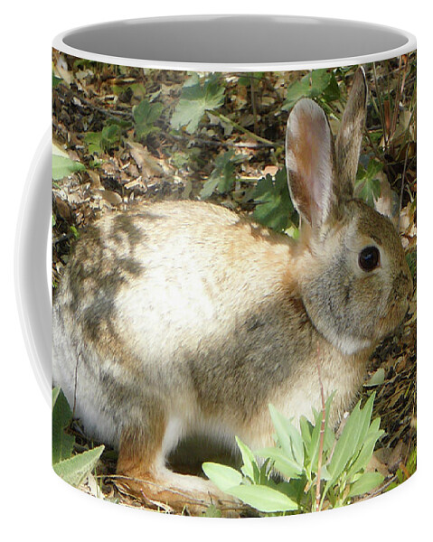 Animals Coffee Mug featuring the photograph Cottontail by Segura Shaw Photography