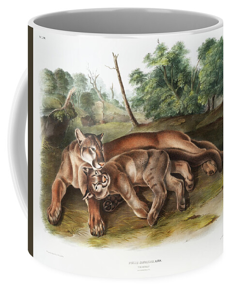 America Coffee Mug featuring the mixed media Cougar, Cougars. John Audubon by Beautiful Nature Prints