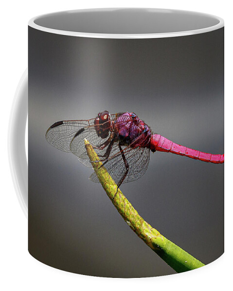 Needle Coffee Mug featuring the photograph Covered by Les Greenwood