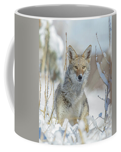 Portrait Coffee Mug featuring the photograph Coyote Hunting In Snow by Vicki Stansbury