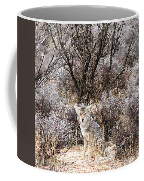 Coyote Coffee Mug featuring the photograph Coyote by Perry Hoffman