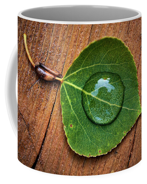 Leaves Coffee Mug featuring the photograph Cradle by Doug Gibbons