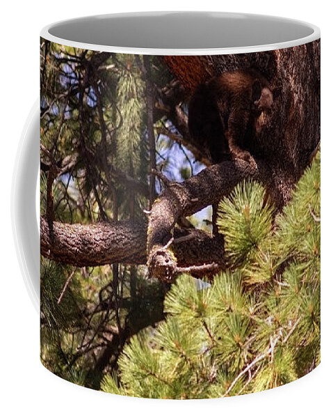 Wildlife Coffee Mug featuring the photograph cub in El Dorado National Forest, California, U.S.A.-5 by PROMedias US