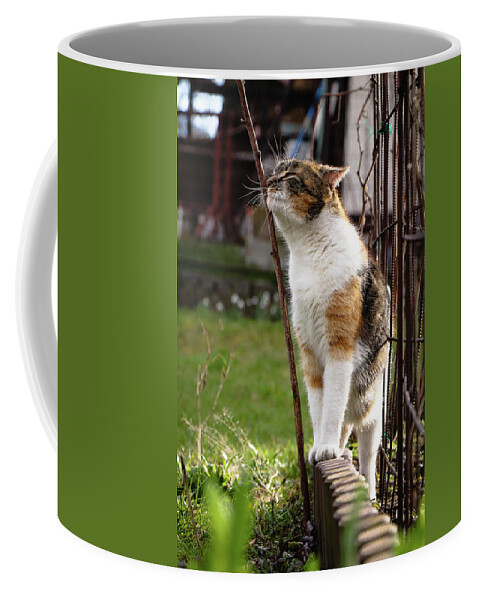 Cat Coffee Mug featuring the photograph Cuddly cat scratches on a twig in the orchard. by Vaclav Sonnek