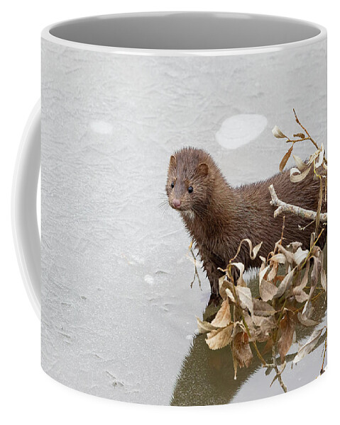 Mink Coffee Mug featuring the photograph Curious American Mink on a Frozen Creek by Tony Hake
