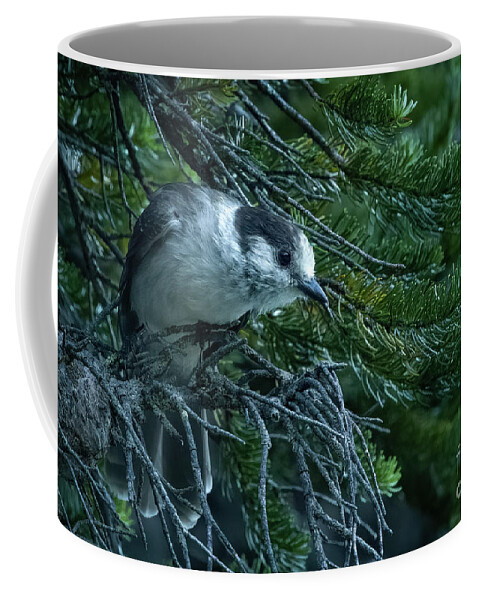 Canada Jay Coffee Mug featuring the photograph Curious Canada Jay by Nancy Gleason