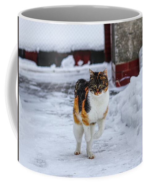 Liza Coffee Mug featuring the photograph Cat's jump in winter by Vaclav Sonnek