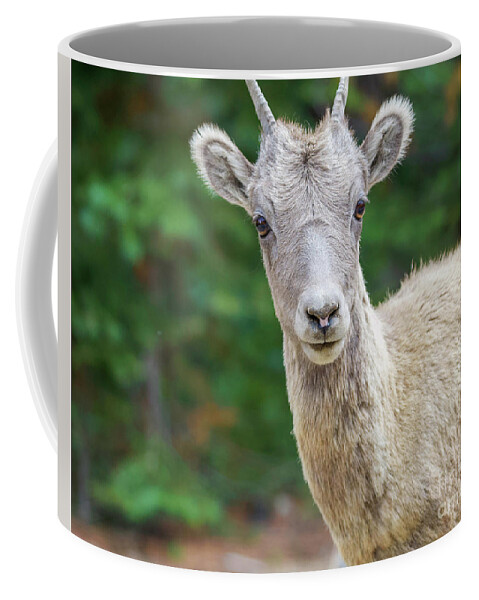 Bighorn Sheep Coffee Mug featuring the photograph Curious Young Bighorn Sheep by Shirley Dutchkowski