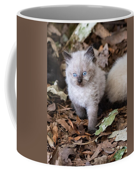 Cat Coffee Mug featuring the photograph Cute Kitty by DArcy Evans