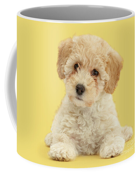 Cute Coffee Mug featuring the photograph Cute Poochon puppy by Warren Photographic