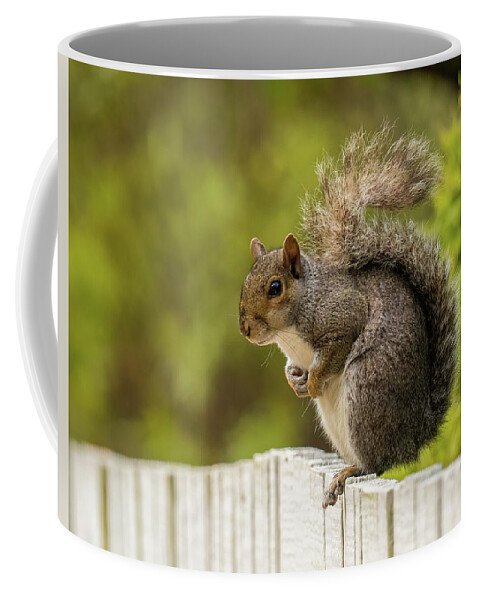 Sciurus Carolinensis Coffee Mug featuring the photograph Cute Squirrel by Rachel Morrison