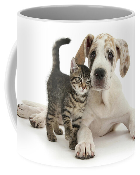 Great Dane Coffee Mug featuring the photograph Cute tabby kitten with Great Dane puppy by Warren Photographic