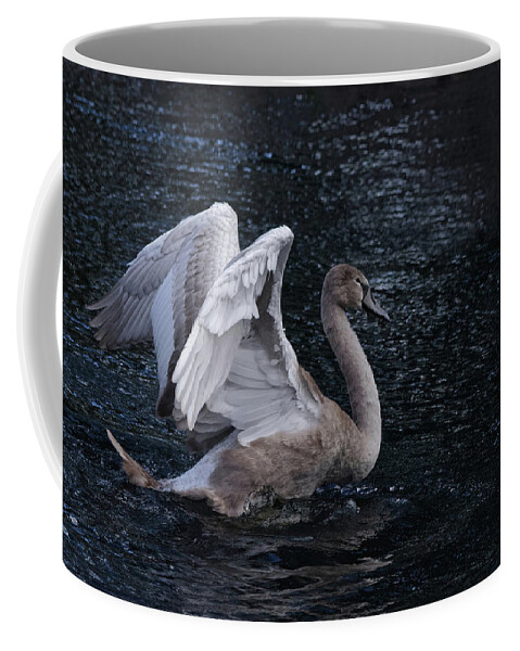 Cygnet Coffee Mug featuring the photograph Cygnet On A Lake by Jeff Townsend
