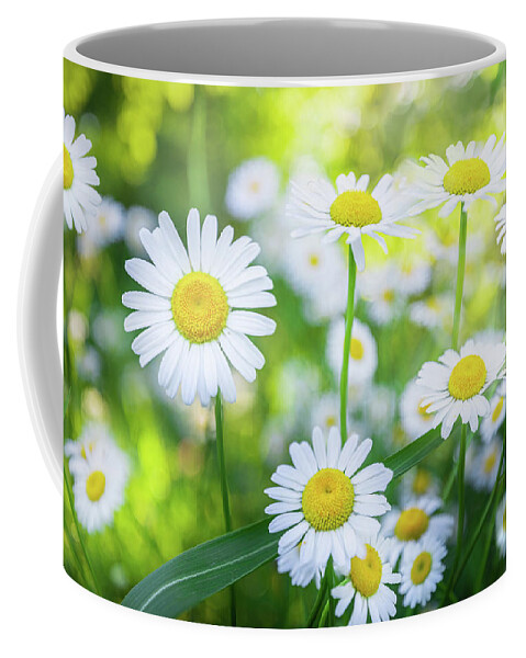 Daisy Coffee Mug featuring the photograph Daisies Spring Blooming Flowers. by Jordan Hill