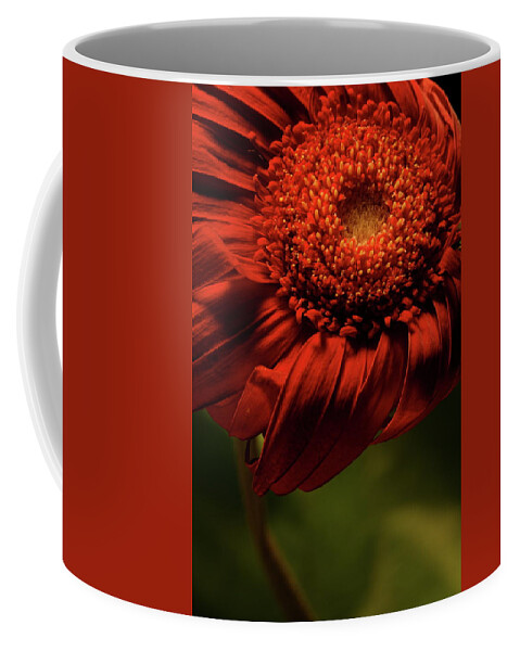 Flower Coffee Mug featuring the photograph Daisy 9783 by Julie Powell