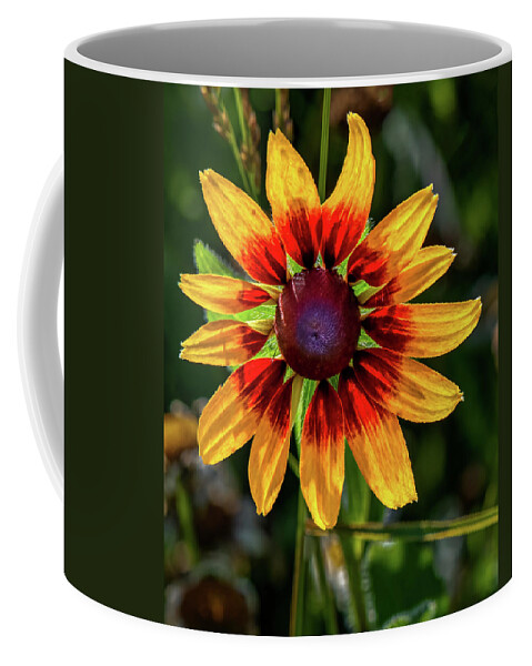 Colors Coffee Mug featuring the photograph Daisy in sunlight by Brian Shoemaker