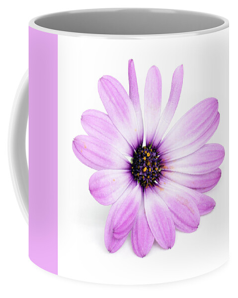 Flower Coffee Mug featuring the photograph Daisybush Osteospermum barberiae flowerhead by Viktor Wallon-Hars