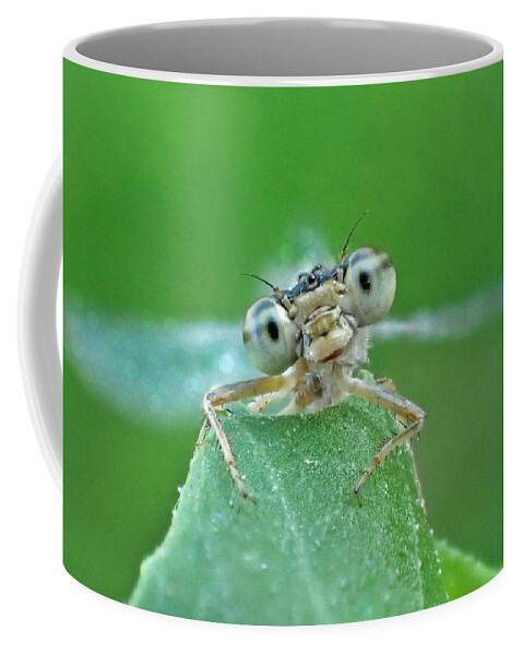  Coffee Mug featuring the photograph Damselfly Small Print by Lorella Schoales