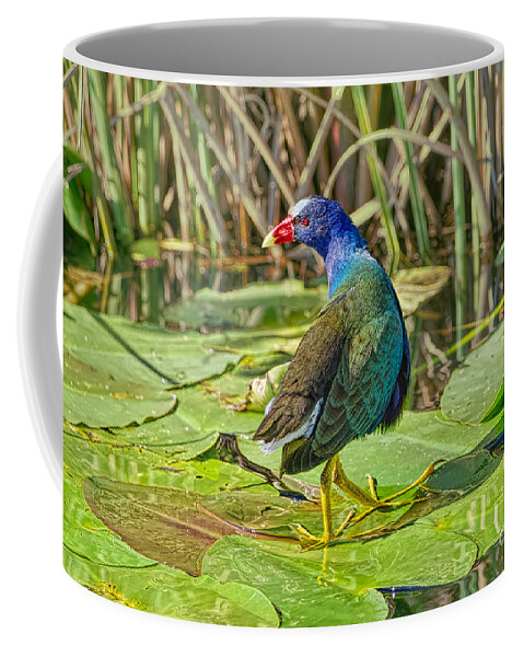 Anhinga Trail Coffee Mug featuring the photograph Dance of the Gallinule by Judy Kay