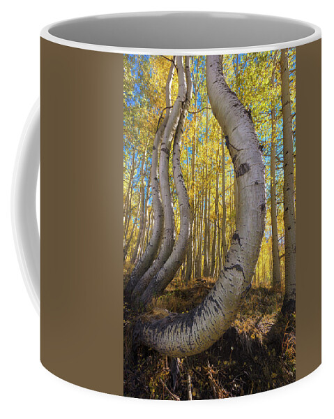 Aspen Tree Coffee Mug featuring the photograph Dancing Aspens by Kristen Wilkinson