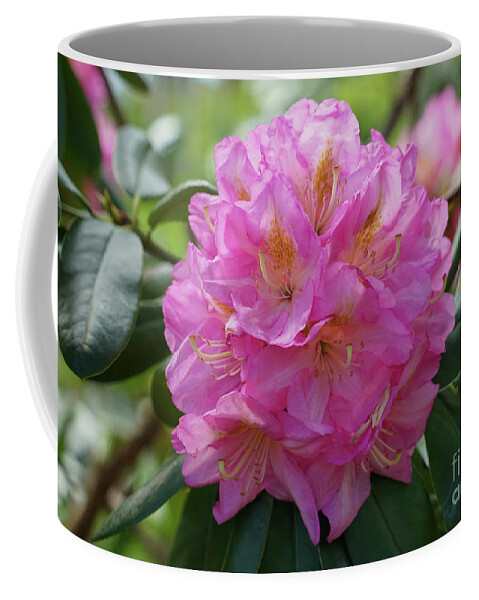 Dandy Man Pink Rhododendron Coffee Mug featuring the photograph Dandy Man Pink Rhododendron by Rachel Cohen