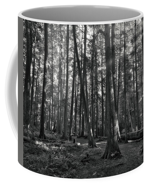 Landscape Coffee Mug featuring the photograph Dappled Forest Light by Allan Van Gasbeck