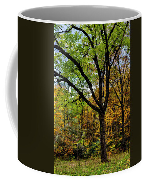 Carolina Coffee Mug featuring the photograph Dark Trees in the Forest by Debra and Dave Vanderlaan