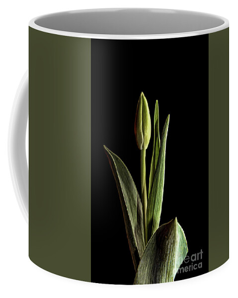 Tulip Coffee Mug featuring the photograph Dark Tulip by Coral Stengel