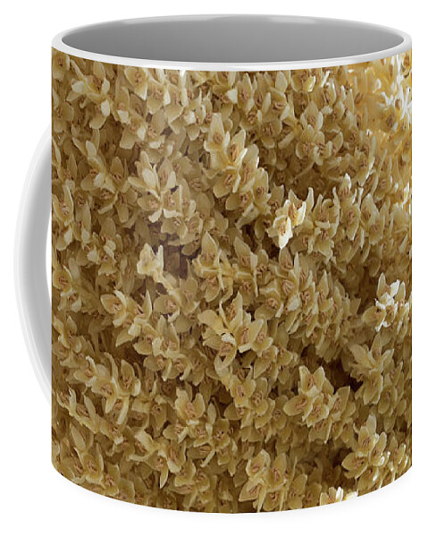 Date Palm Coffee Mug featuring the photograph Date palm blossoms and sunlight in spring by Adriana Mueller