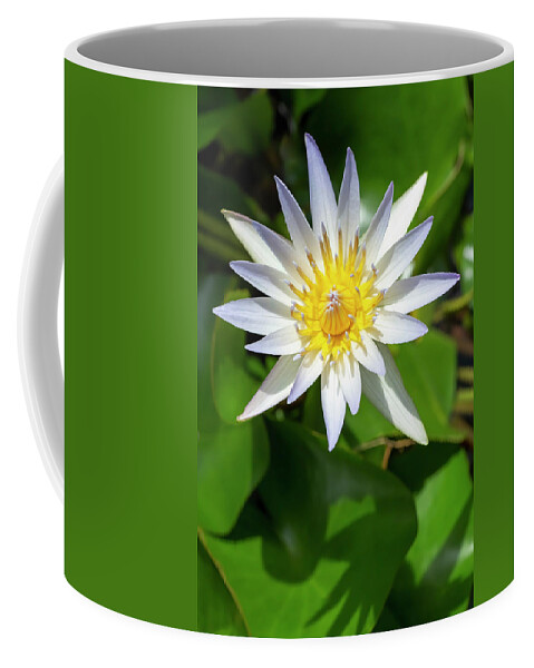 Flower Coffee Mug featuring the photograph Daubeny's Water Lily by Dawn Cavalieri