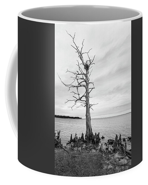 Black And White Coffee Mug featuring the photograph Dead Bald Cypress with Osprey Nest on the Neuse River by Bob Decker