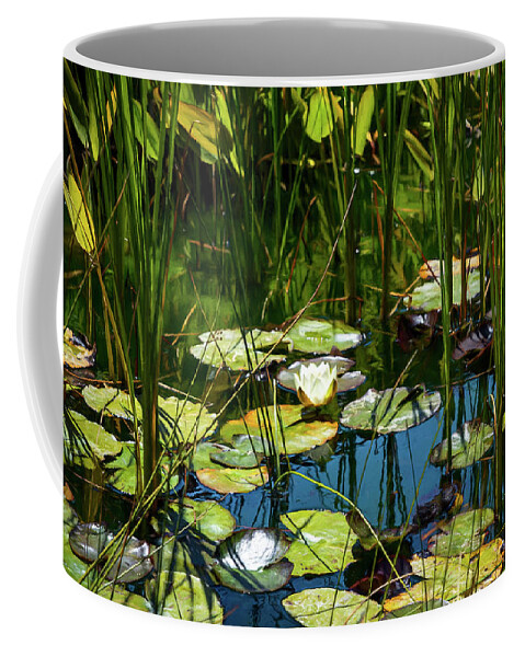 Water Lily Coffee Mug featuring the photograph Deep in the Lily Pond by Bonnie Follett