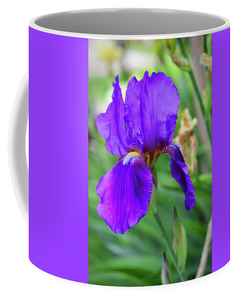 Royal Purple Coffee Mug featuring the photograph Deep Purple Iris by Cynthia Westbrook