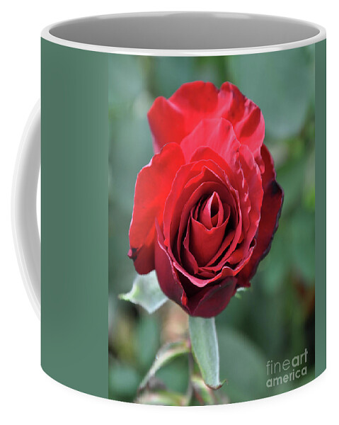 Red-rose Coffee Mug featuring the digital art Deep Red Rose Bloom by Kirt Tisdale