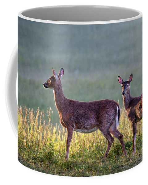 Doe Coffee Mug featuring the photograph Deer in a field at sunrise by Rehna George