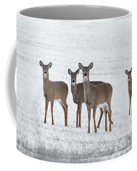 Deer Coffee Mug featuring the photograph Deer in Fresh Snow by Denise Kopko