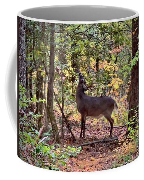 Deer In The Woods Coffee Mug featuring the photograph Deer In The Woods by Meta Gatschenberger